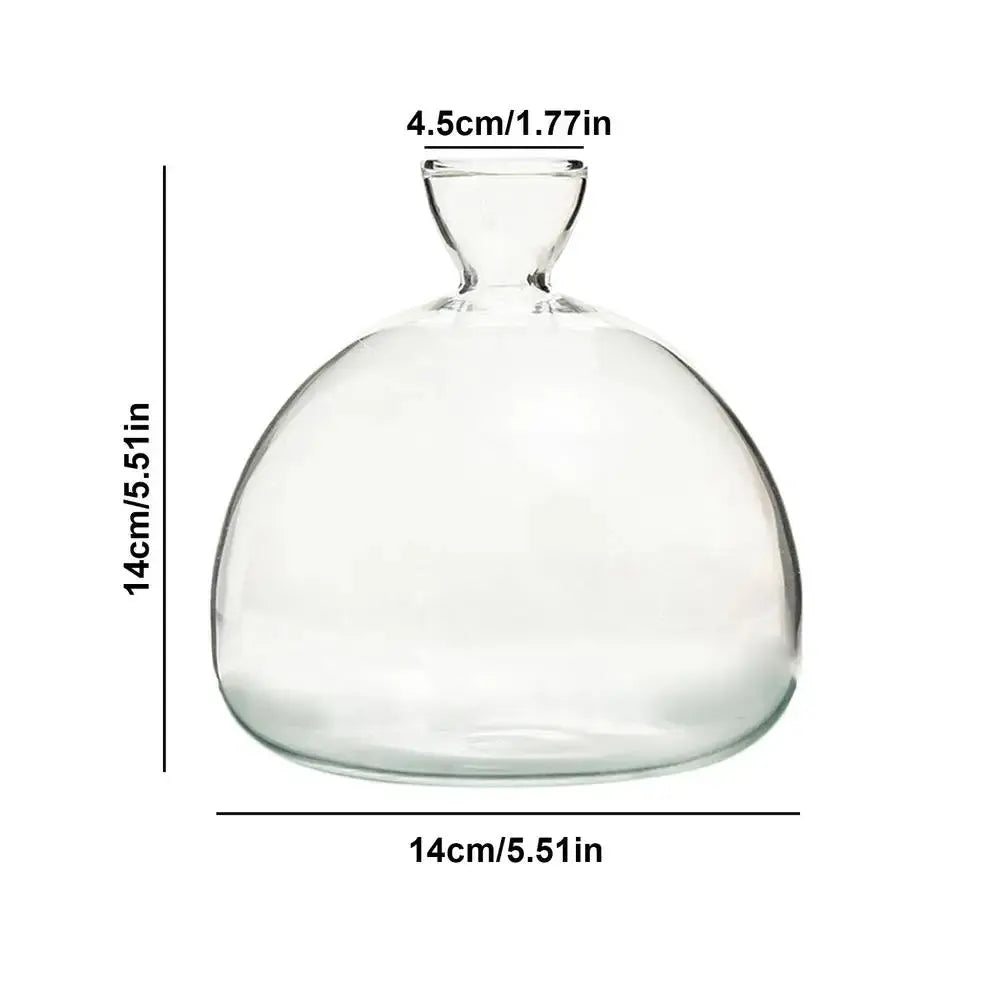 Avocado Seed Starter Vase Transparent Glass Vase Vase for Growing Plant Glass Seed Growing Kit for Gardening Lovers