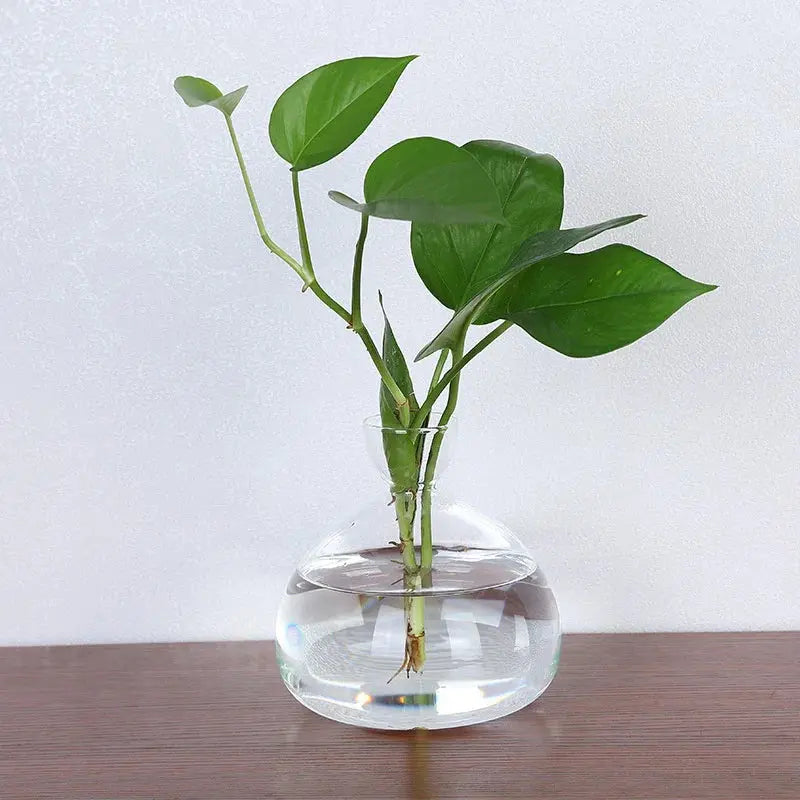 Avocado Seed Starter Vase Transparent Glass Vase Vase for Growing Plant Glass Seed Growing Kit for Gardening Lovers